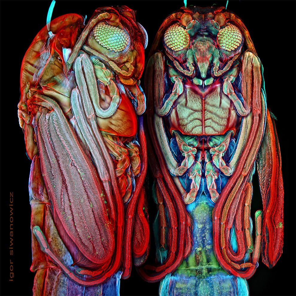 fotografo polaco microscopio fluorescente 2