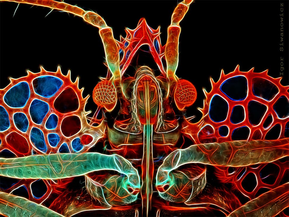 fotografo polaco microscopio fluorescente 3