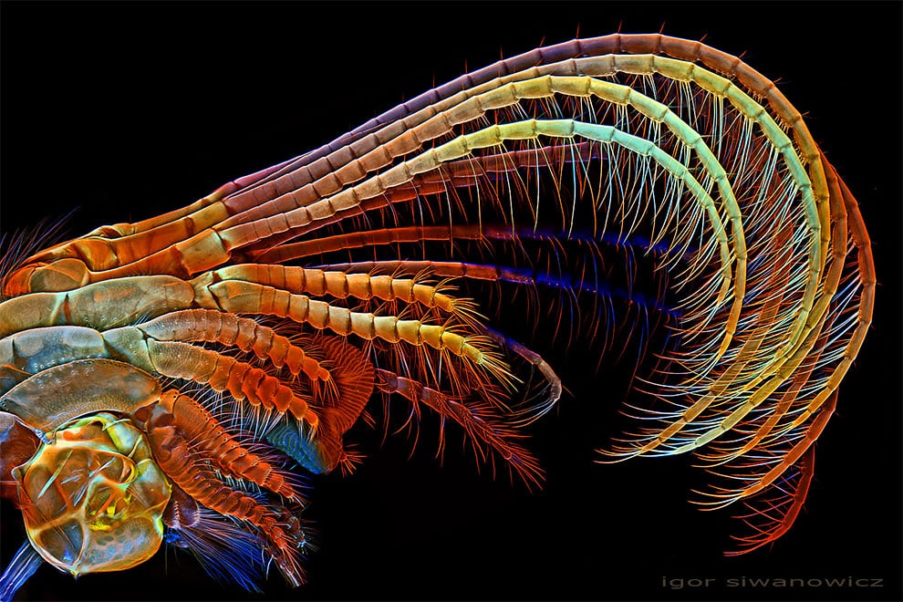fotografo polaco microscopio fluorescente 6