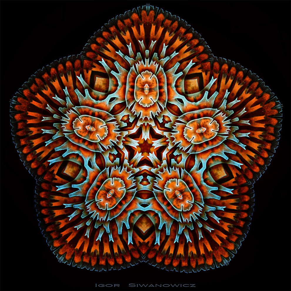 fotografo polaco microscopio fluorescente 9
