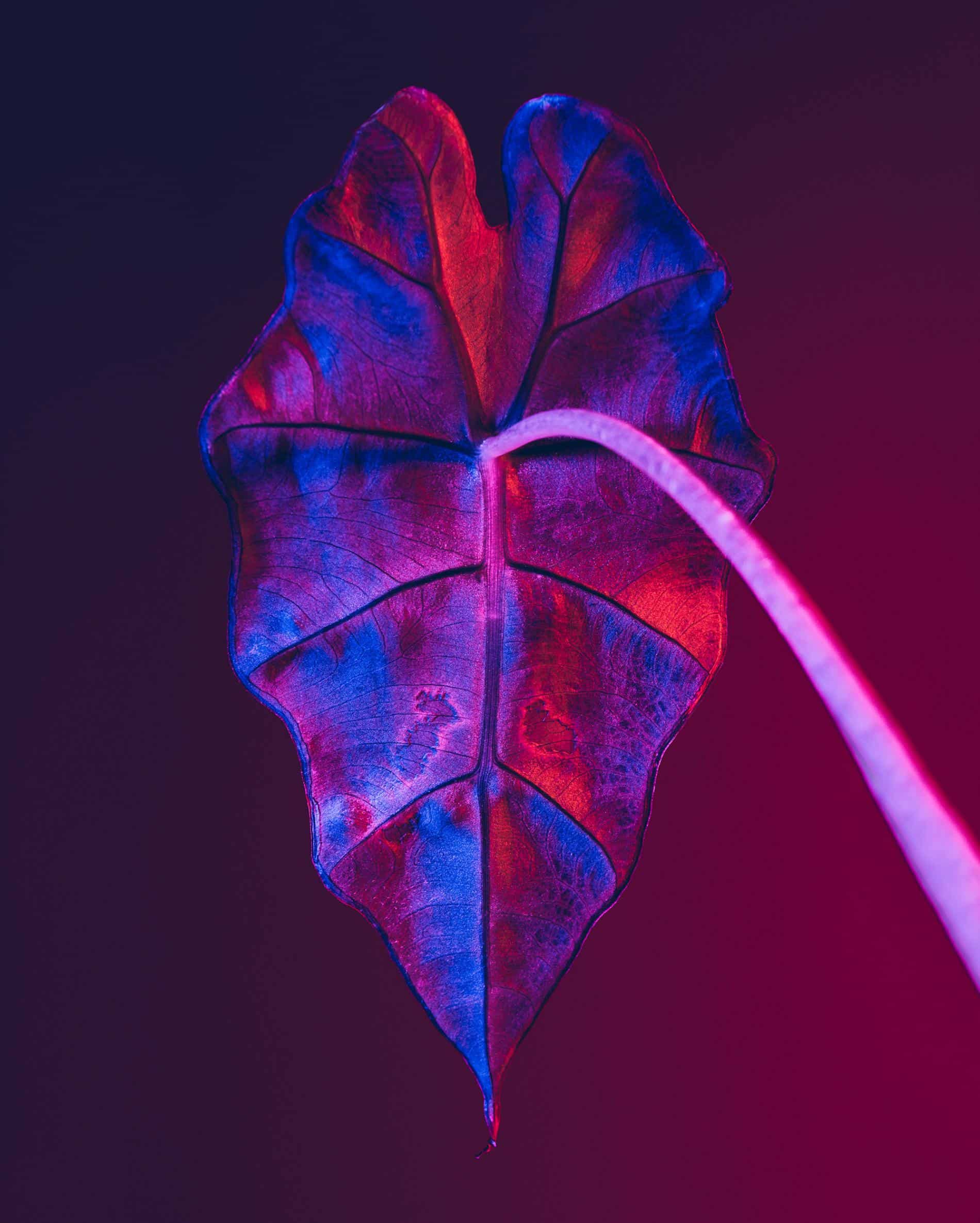 rickert flores botanica de otro mundo alocasia