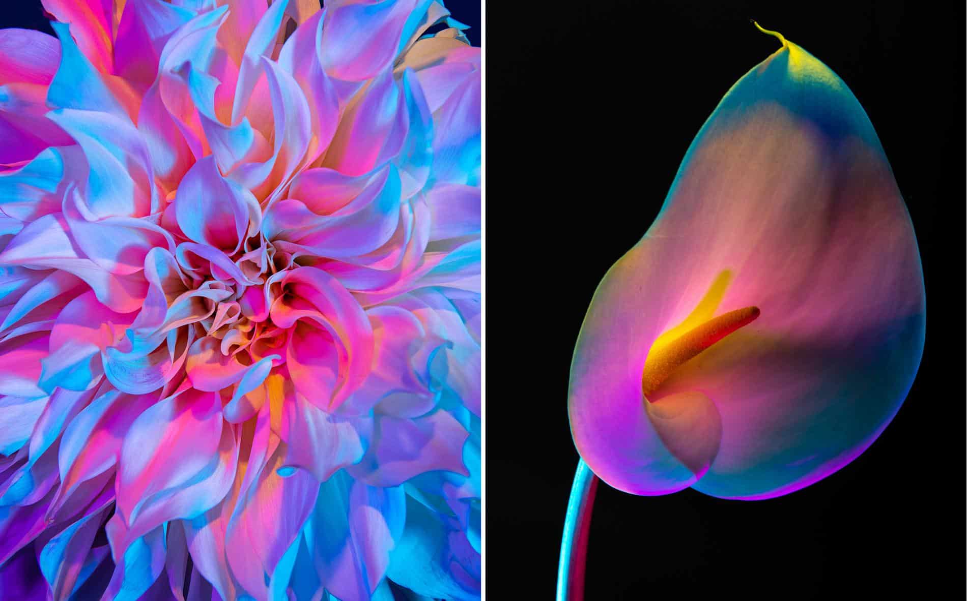 rickert flores botanica de otro mundo dalia y cartucho
