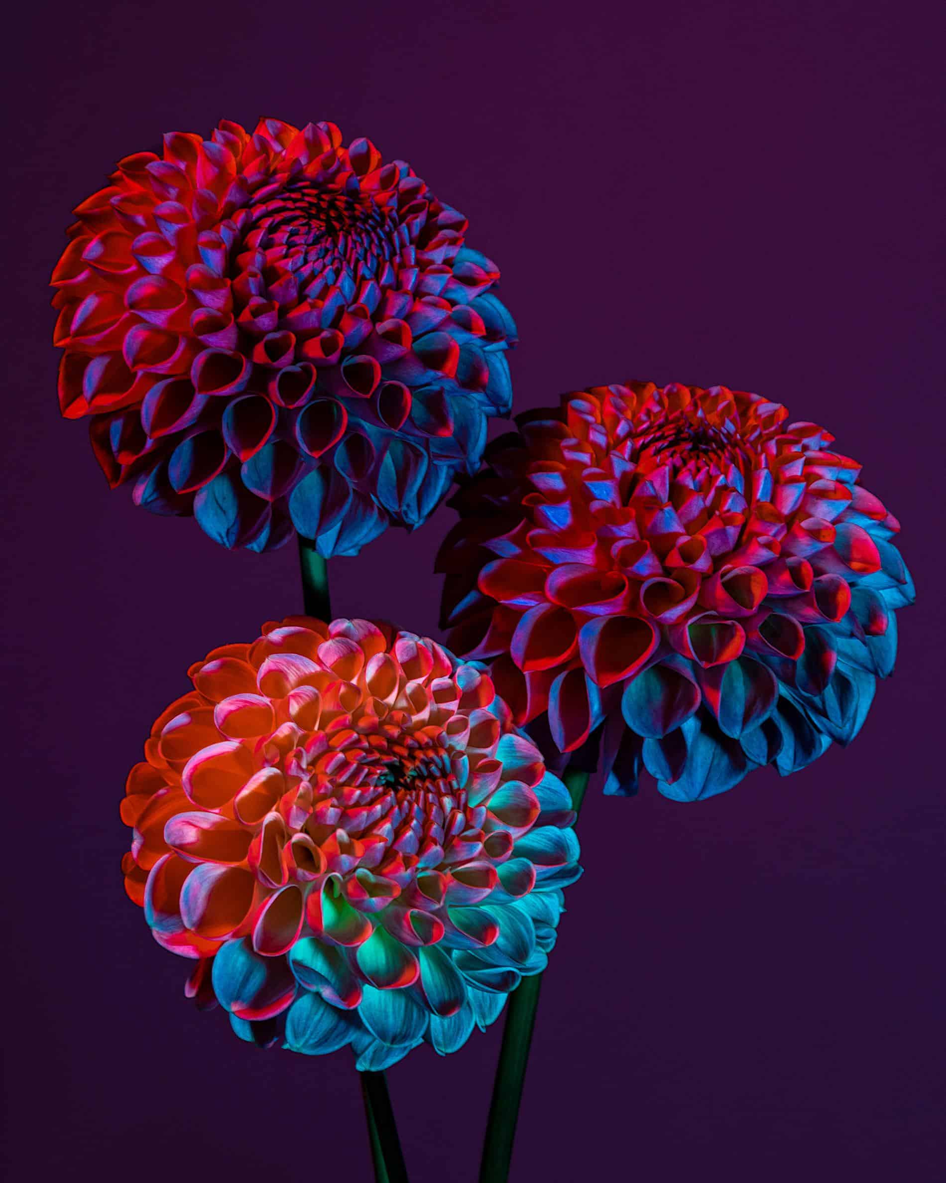 rickert flores botanica de otro mundo dhalias