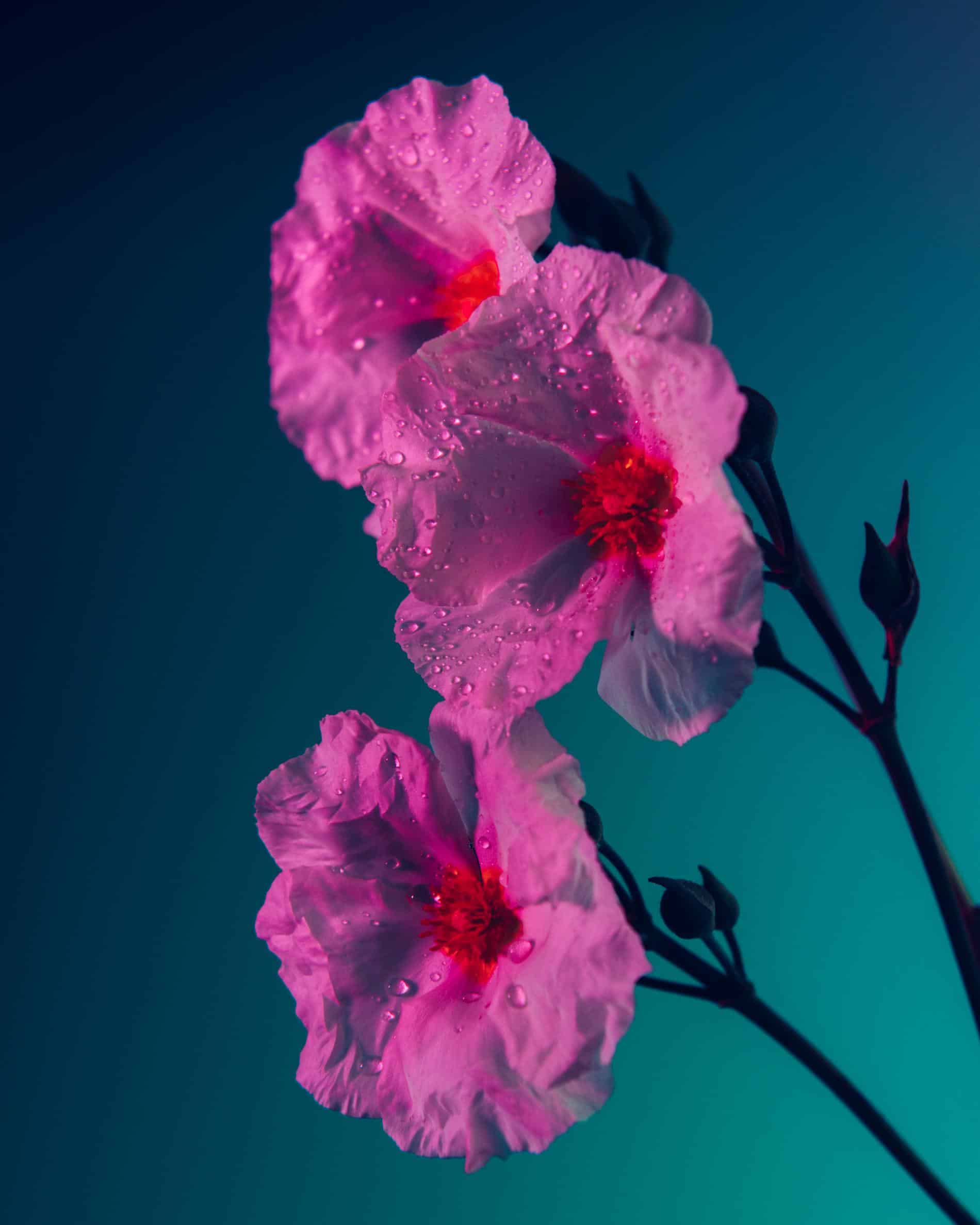 rickert flores botanica de otro mundo for o clock