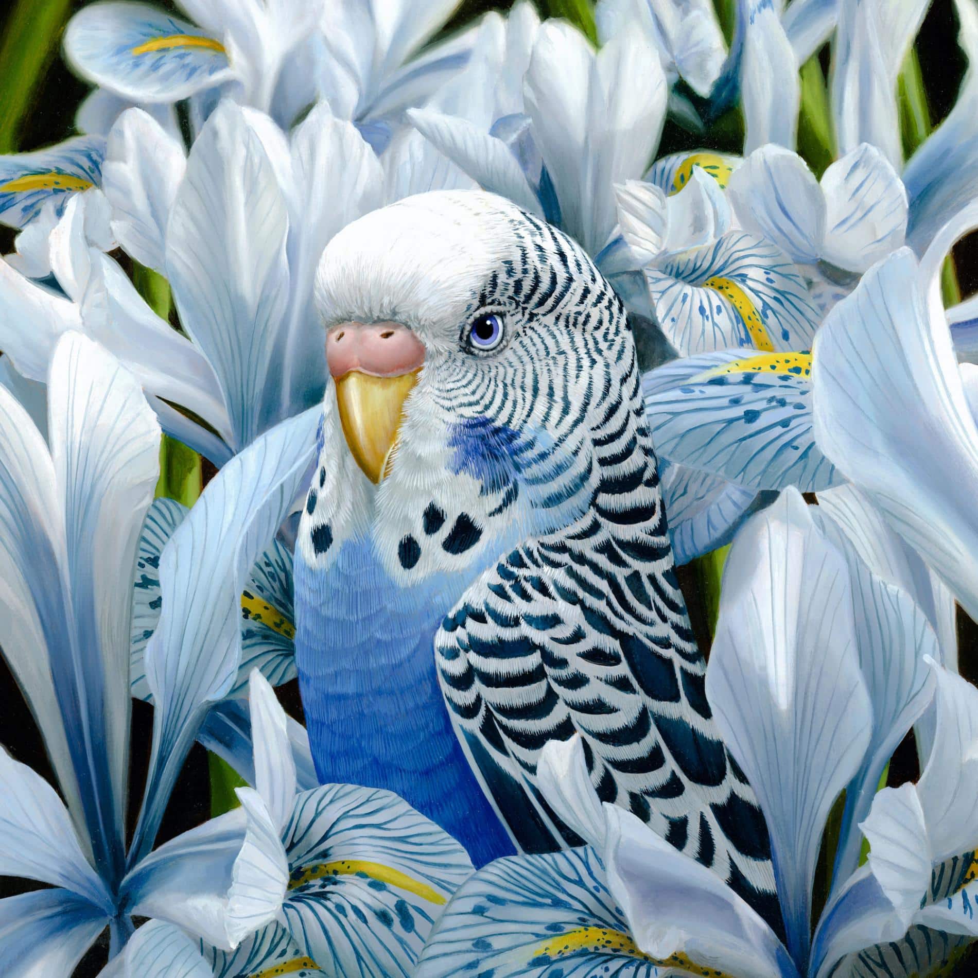 3. ching pajaro