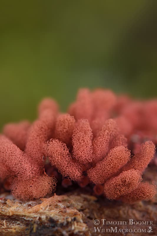 Carnival-candy-slime-mold-Arcyria-denudata-Timothy Boomer