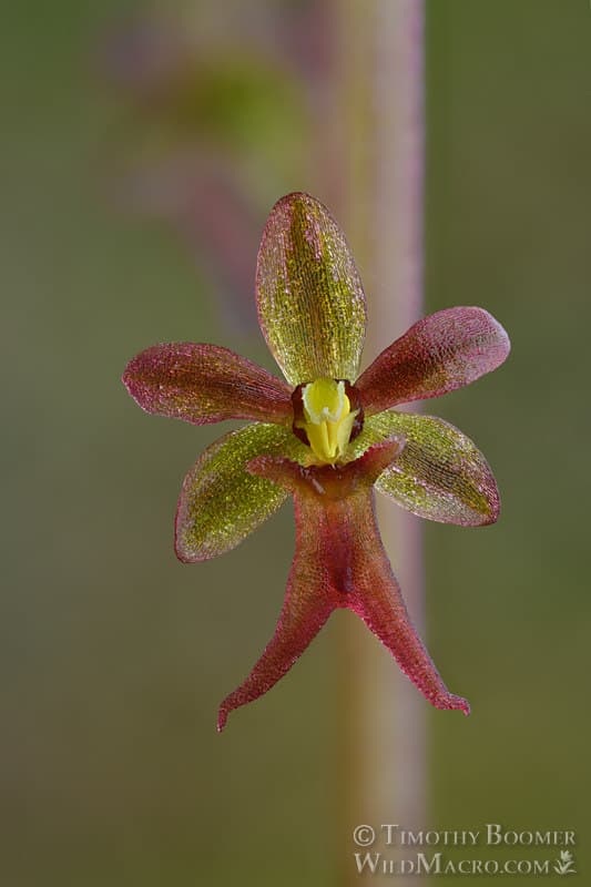 Heartleaf twayblade (Neottia cordata)