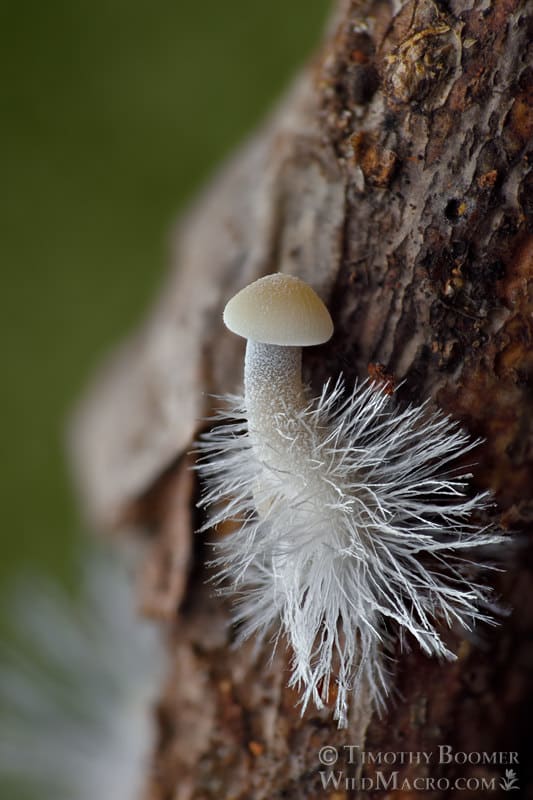 Iodine bonnet (Mycena filopes)