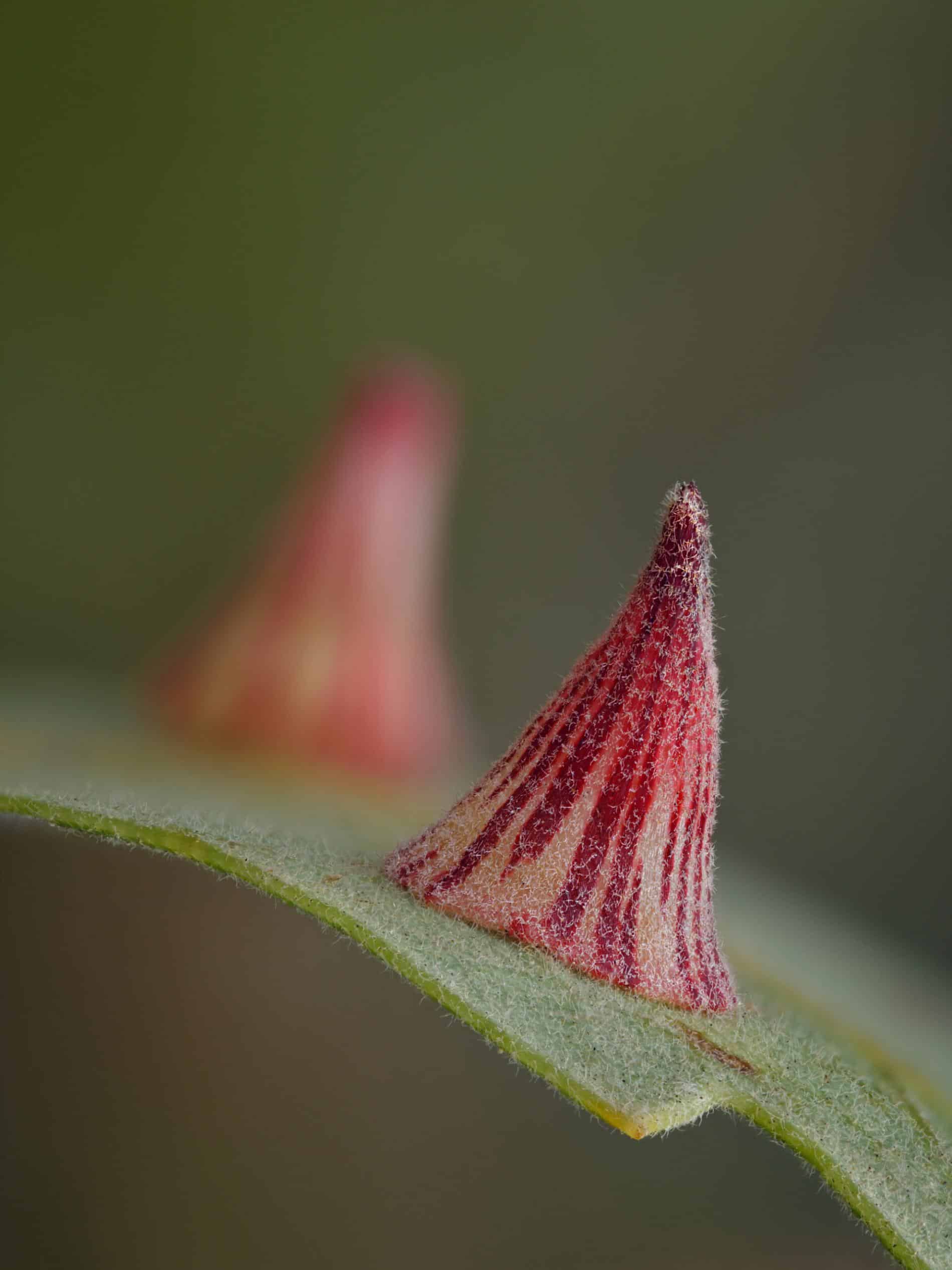Timothy Boomer flor macro agalla detalle