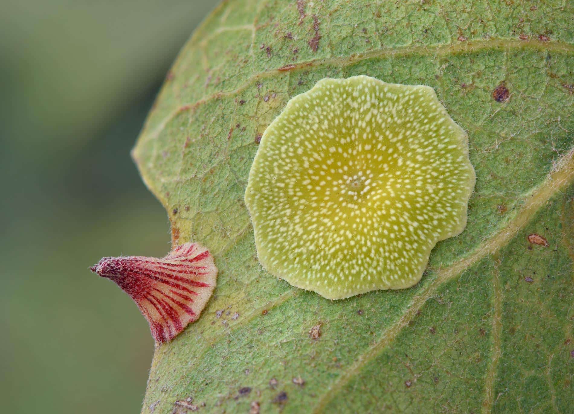Timothy Boomer flor macro agalla