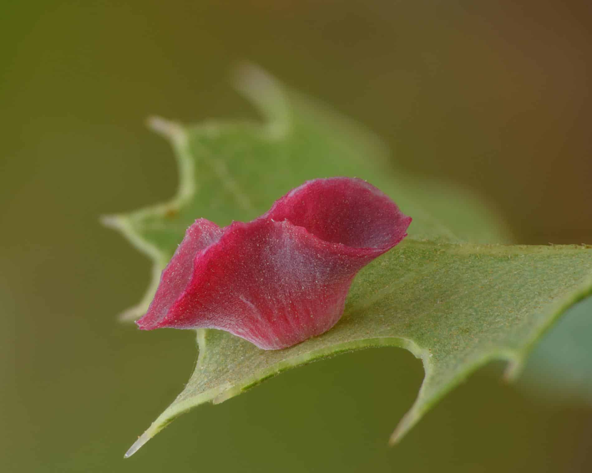 Timothy Boomer flor macro flor