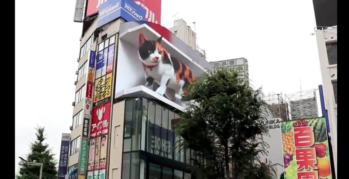 cross shinjuku viison gato