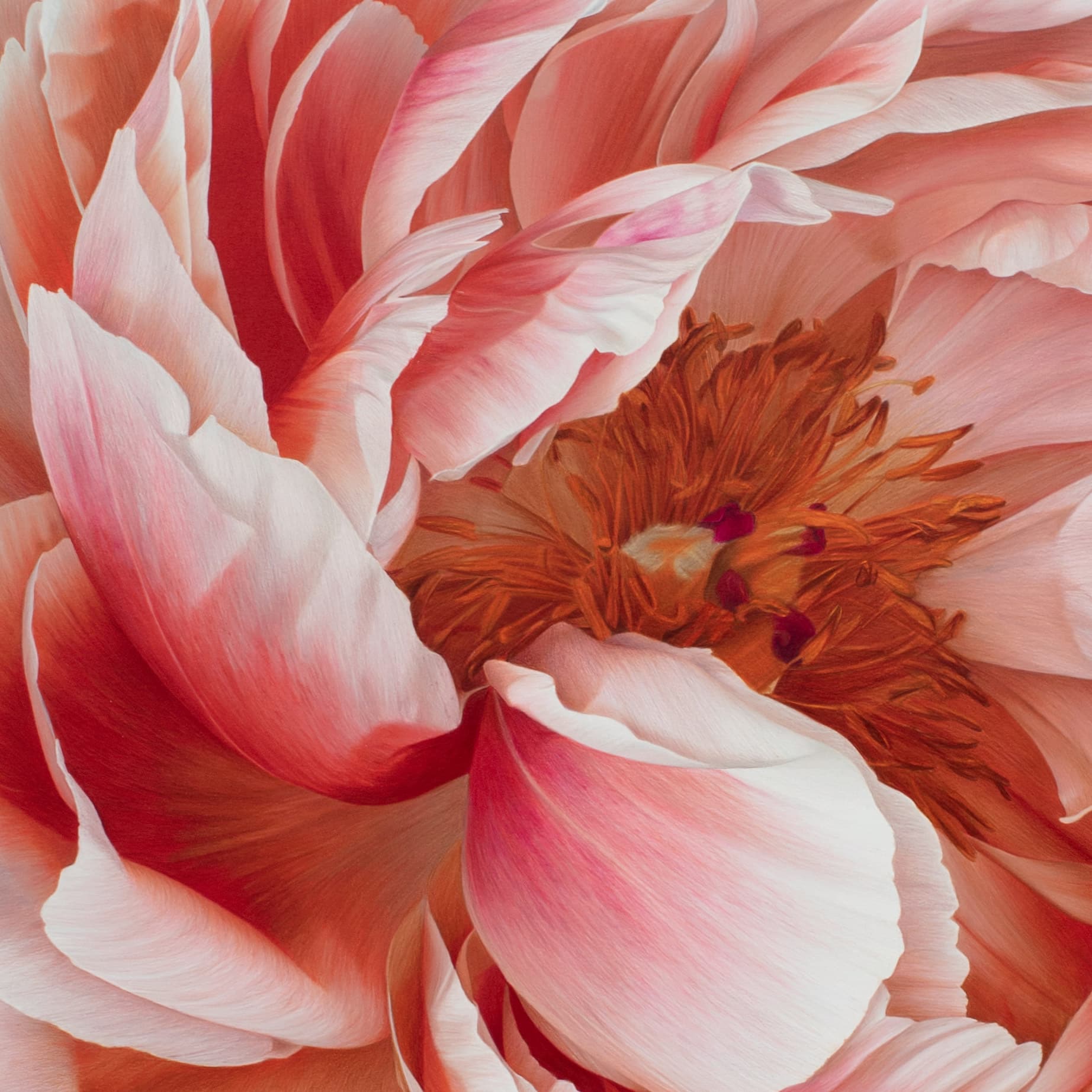 hendry flor bloom detalle