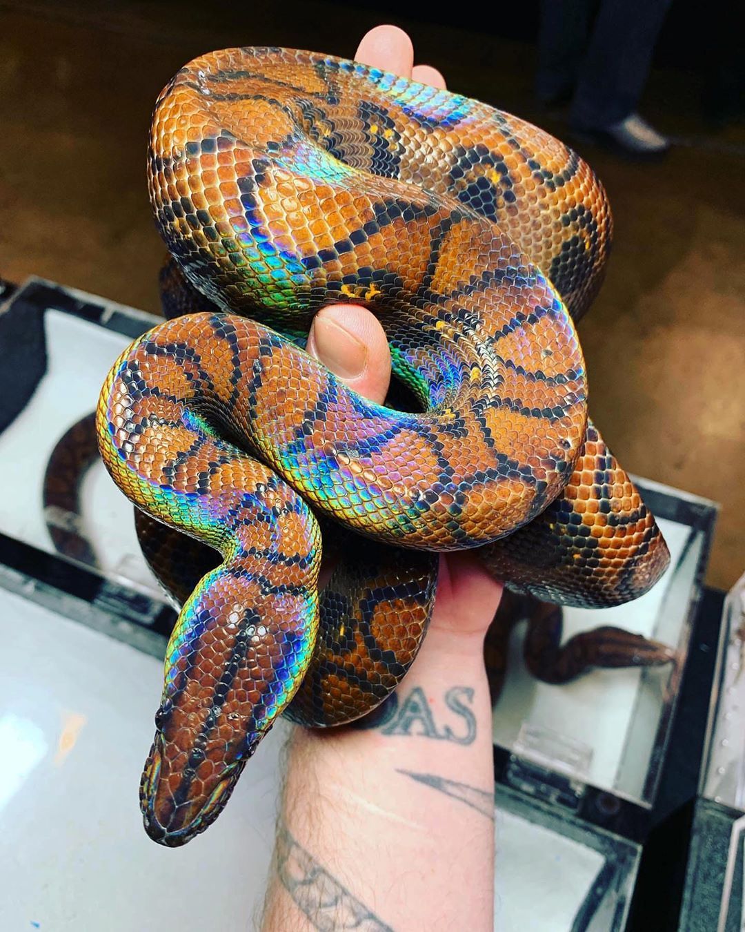 snake sarah folts