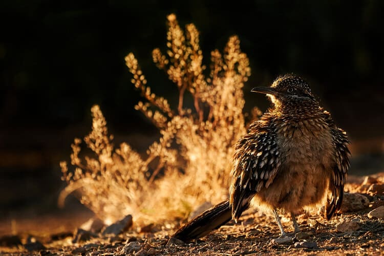Cotton Carrier Award Winner ‘Warm Light’ – Peter Hudson