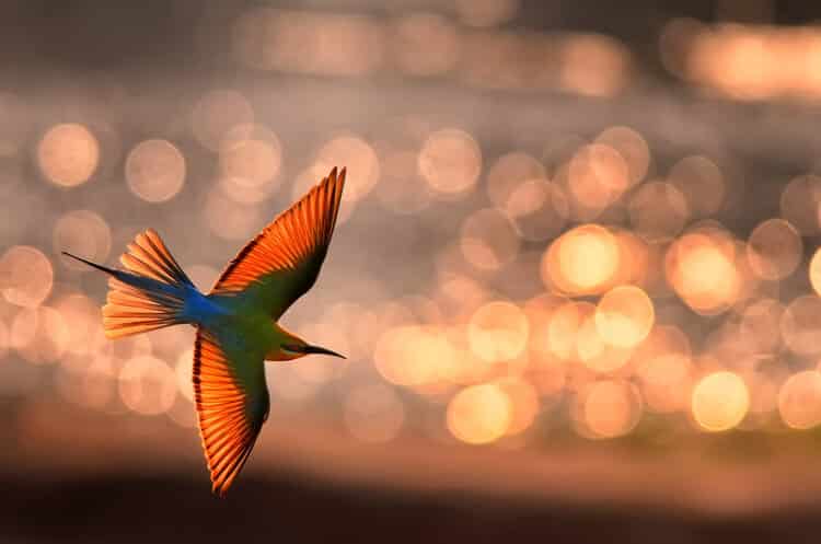 Highly Commended – Kallol Mukherjee