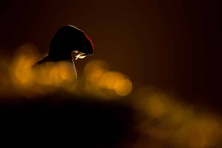 Highly Commended – Kevin Morgans