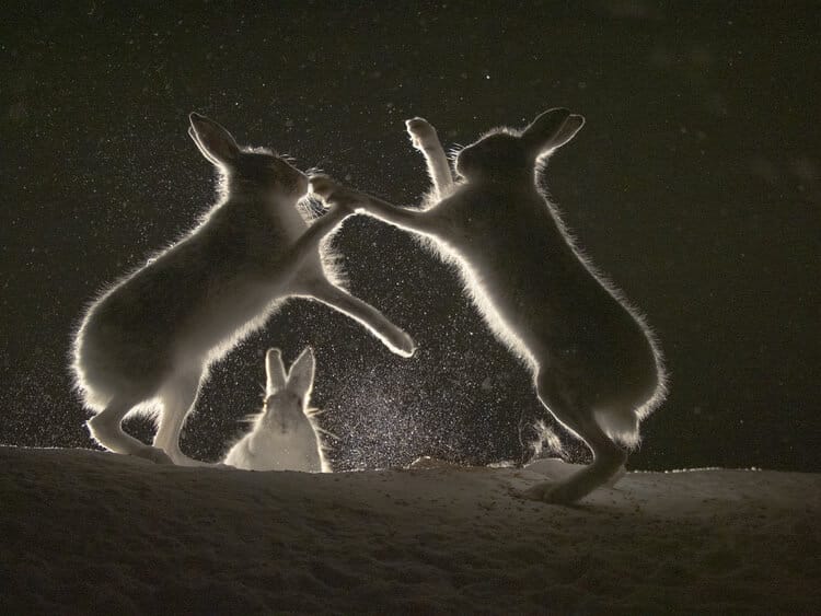 LIGHT Bronze Award Winner ‘Fighters and Audience’ – Pål Hermansen