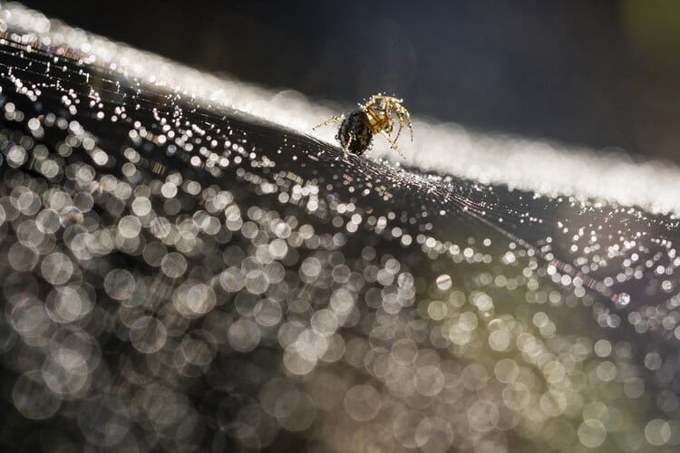 Topaz Labs Prize Winner ‘Walk on the Light’ – Fabio Sartori