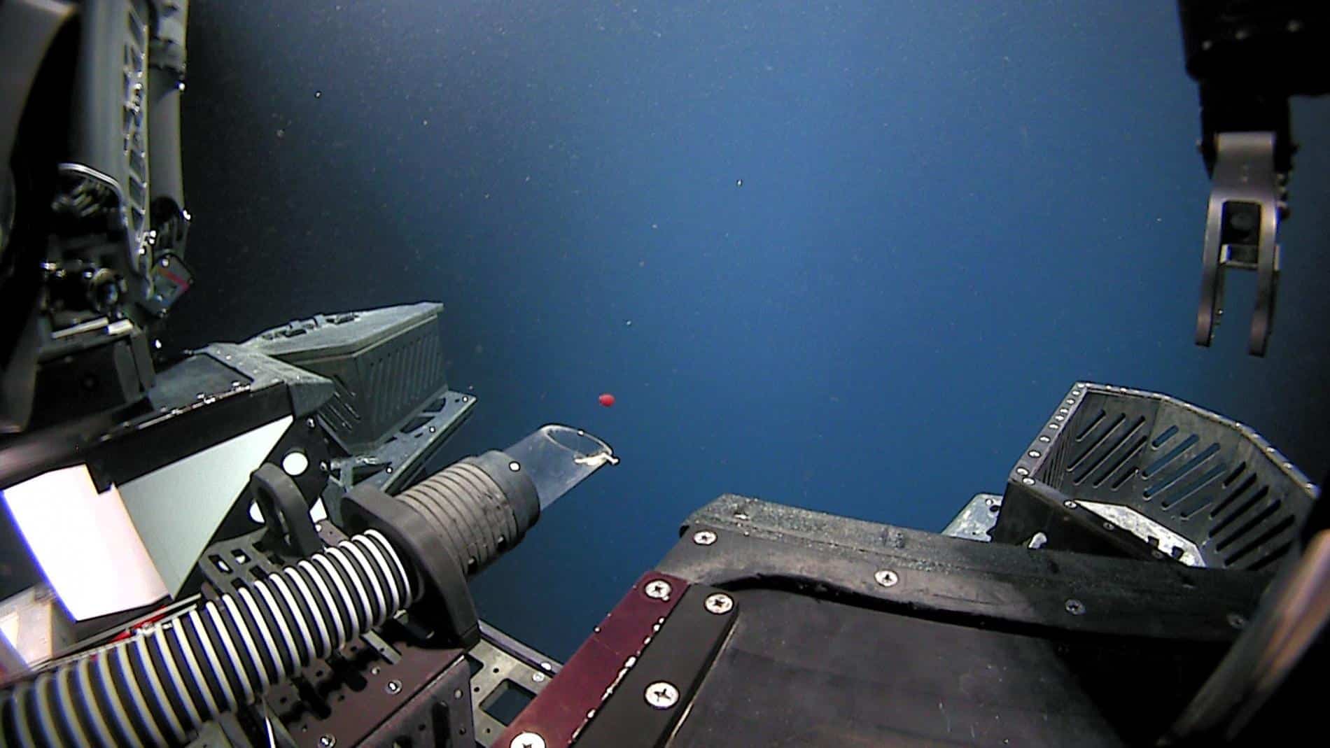 medusa roja descubierta noaa exploration