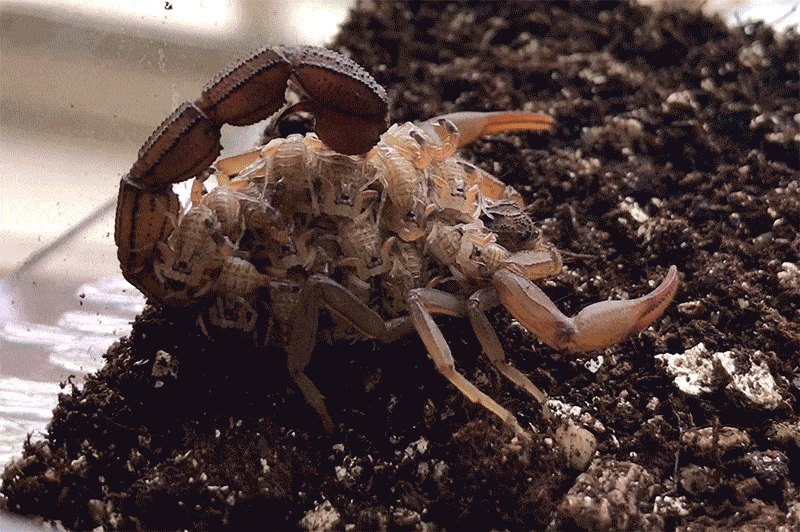 scorpion