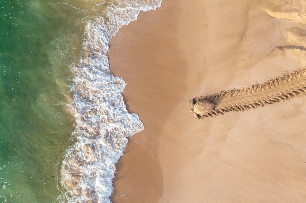 NATURALEZA ganador dron photo awards 2021