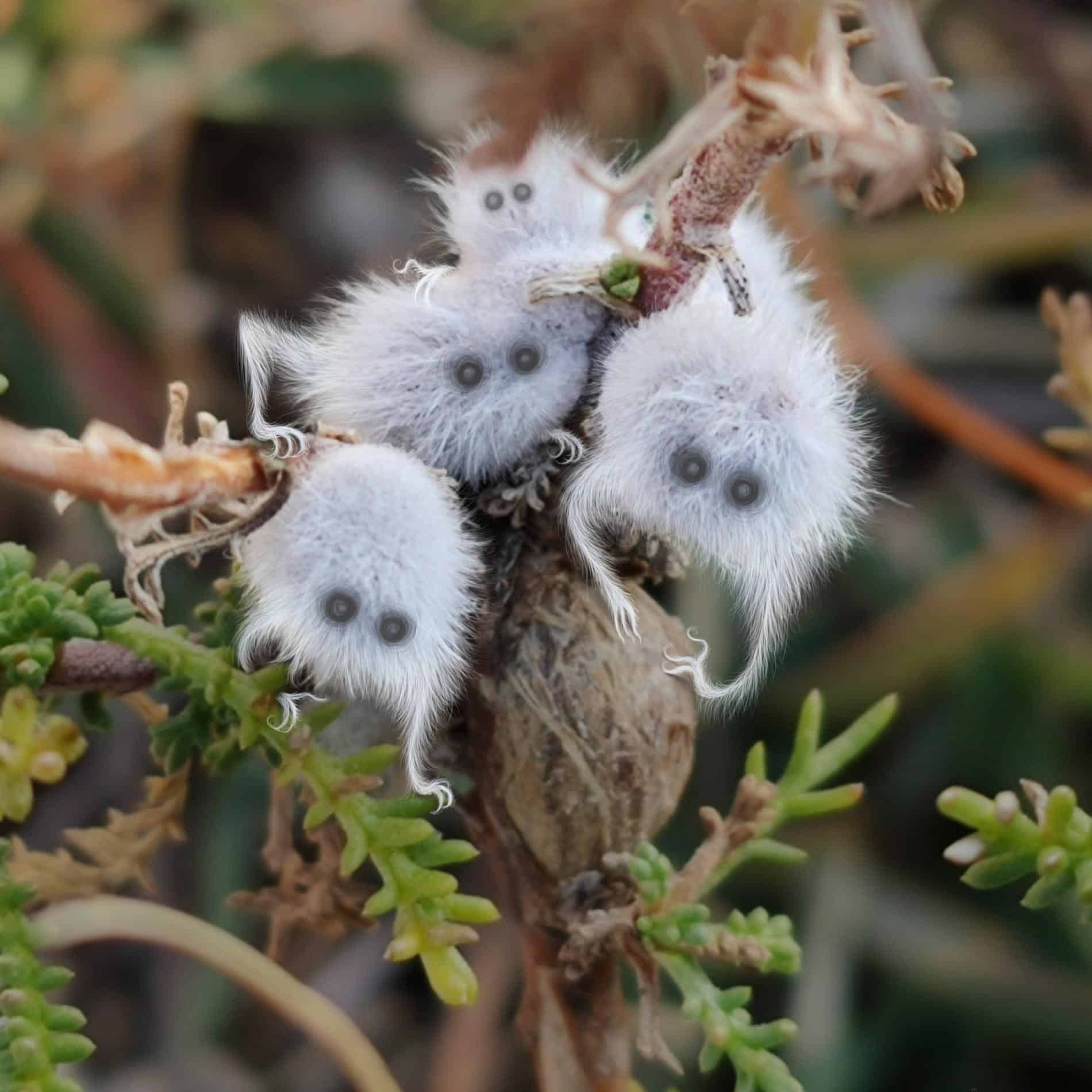 Varios fantasmitas sobre una flor