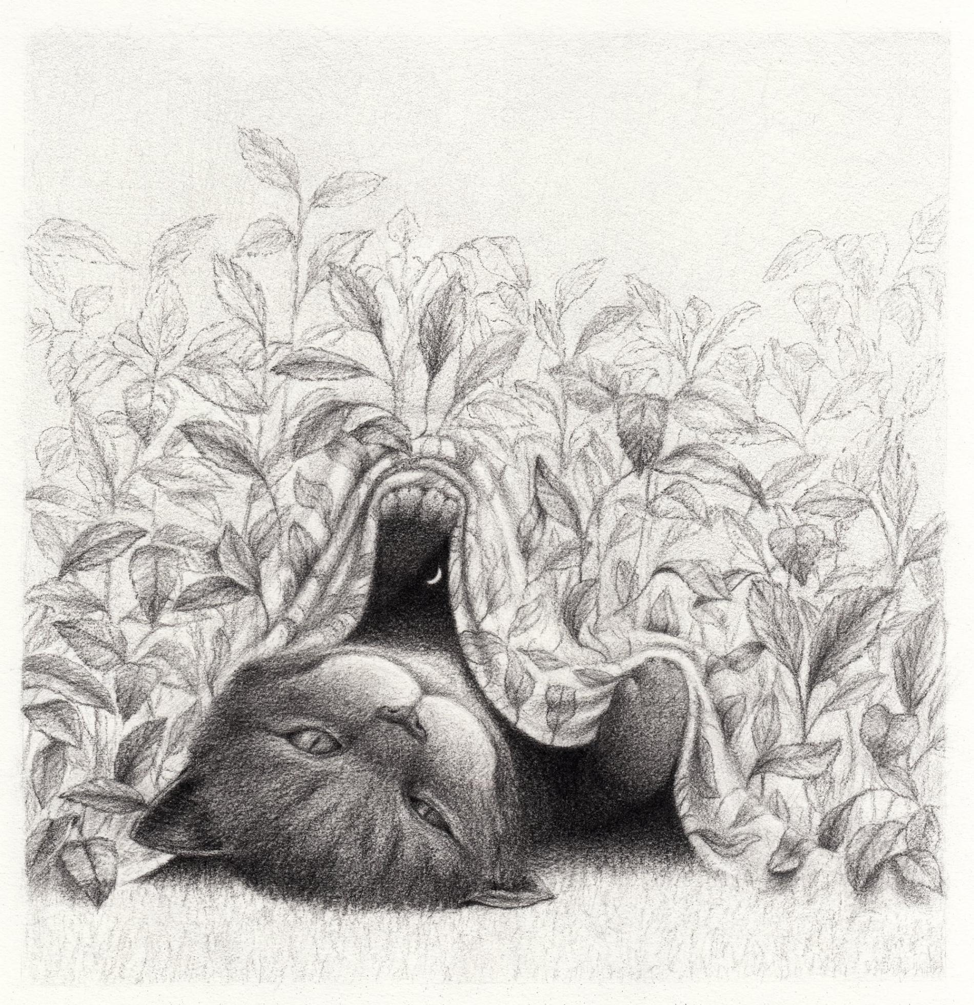 ilustracion en blanco y negro de gatos