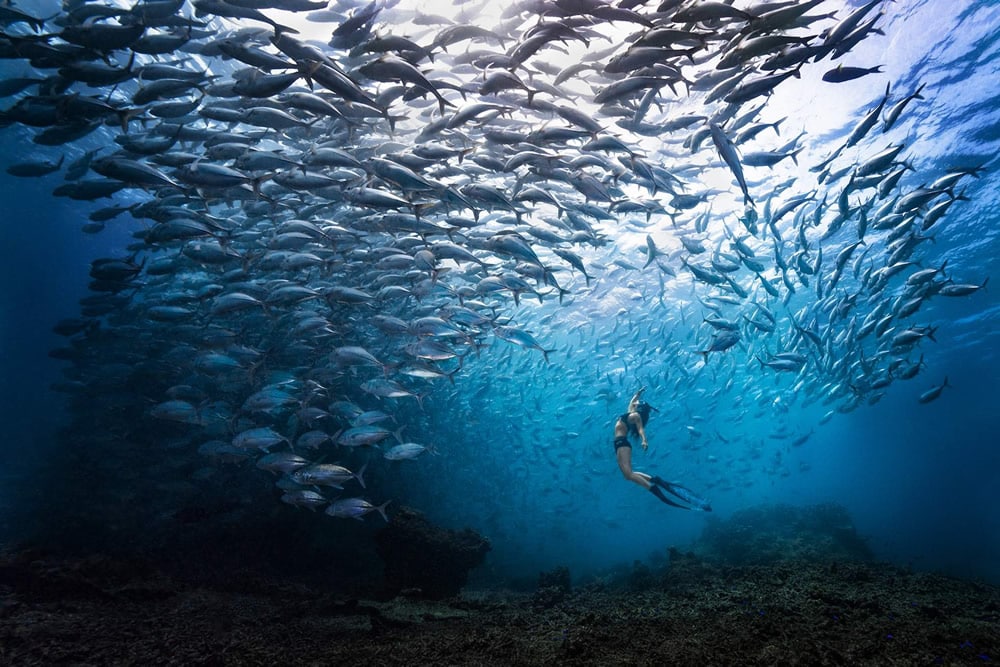 Fish Storm de Khaichuin Sim, Malasia