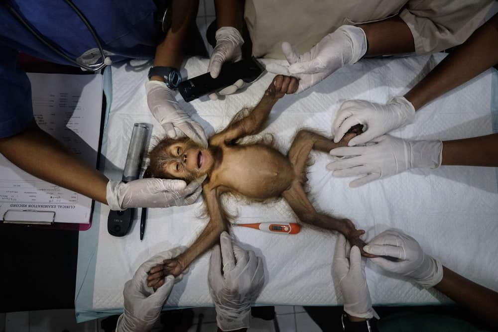 Salvar a los orangutanes 1 de Alain Schroeder, Bélgica