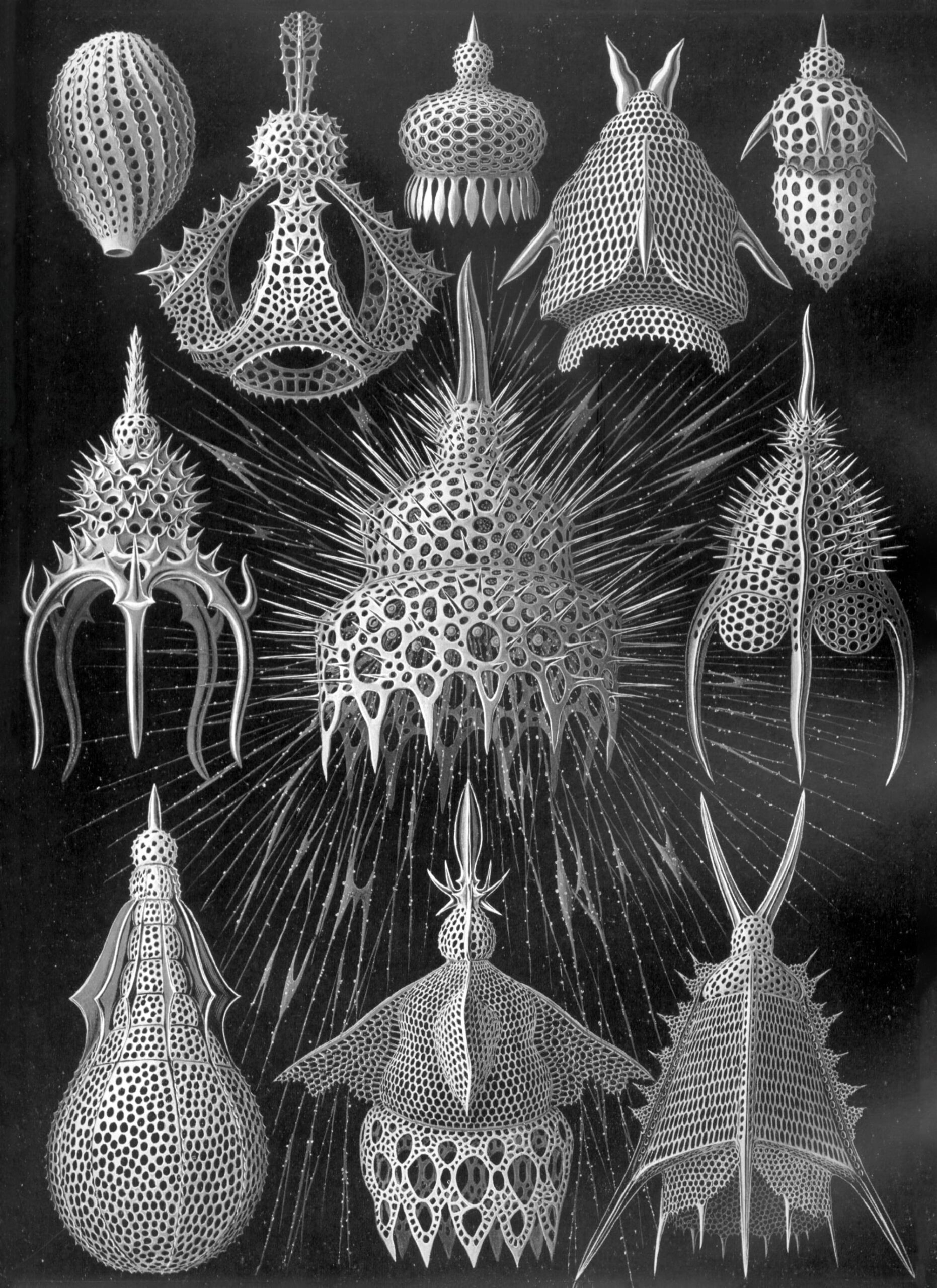 erns haeckel ilustracion en el libro diseño salvaje