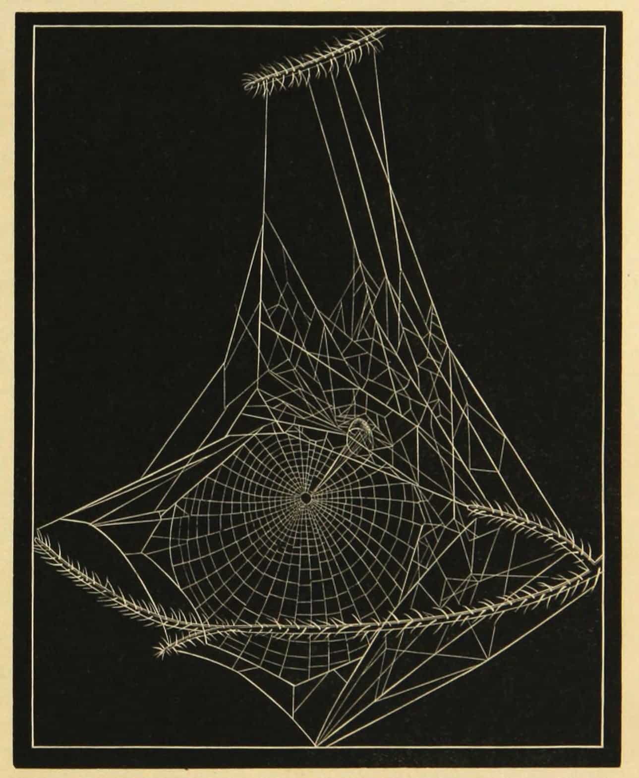 henri saussure ilustracion vintage de panales de abeja en el libro diseño salvaje