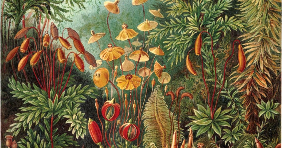 ilustraciones vintage wild design book