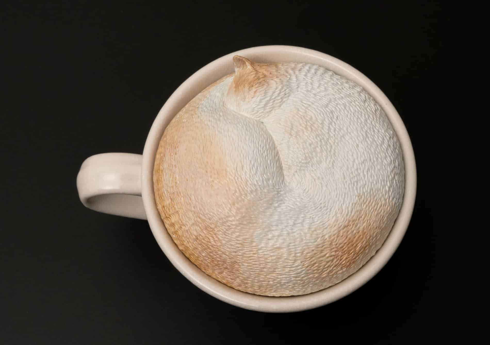 meetissai esculruras de memes de animales gato espuma de cafe