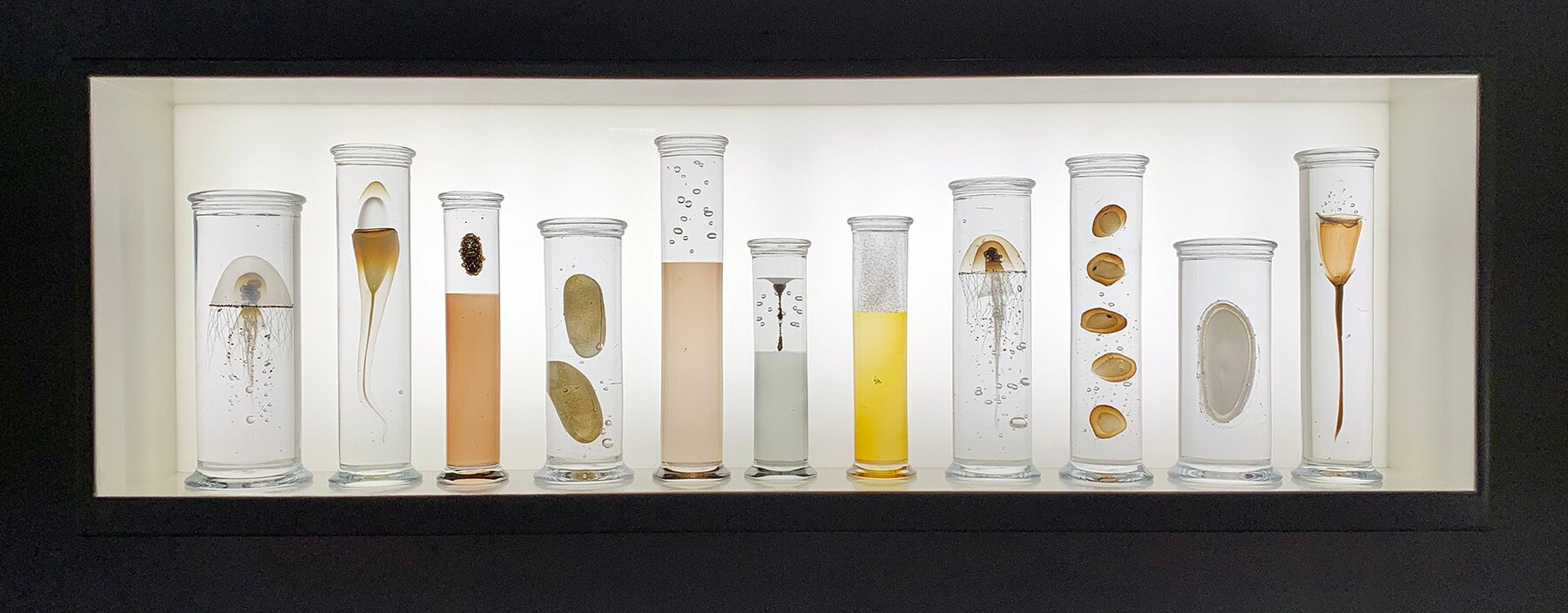 steffen damm escultura de especimenes de la naturaleza en vidrio marine group