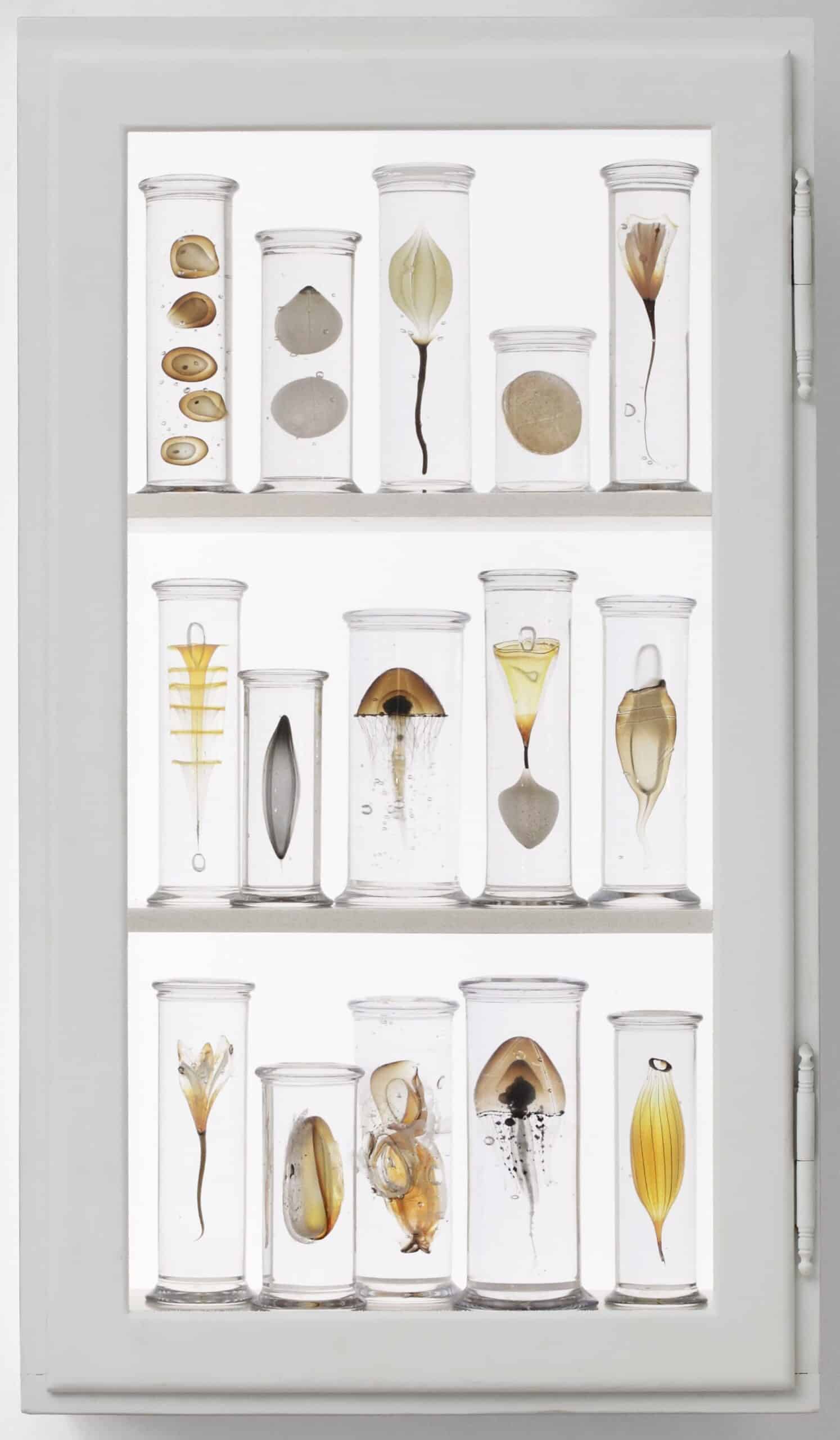 steffen damm escultura de especimenes de la naturaleza en vidrio new medicine