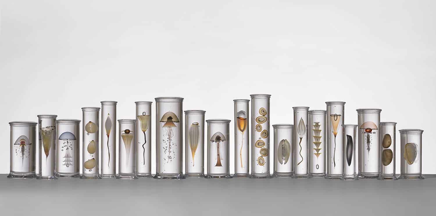 steffen damm escultura de especimenes de la naturaleza en vidrio pangaean zoology