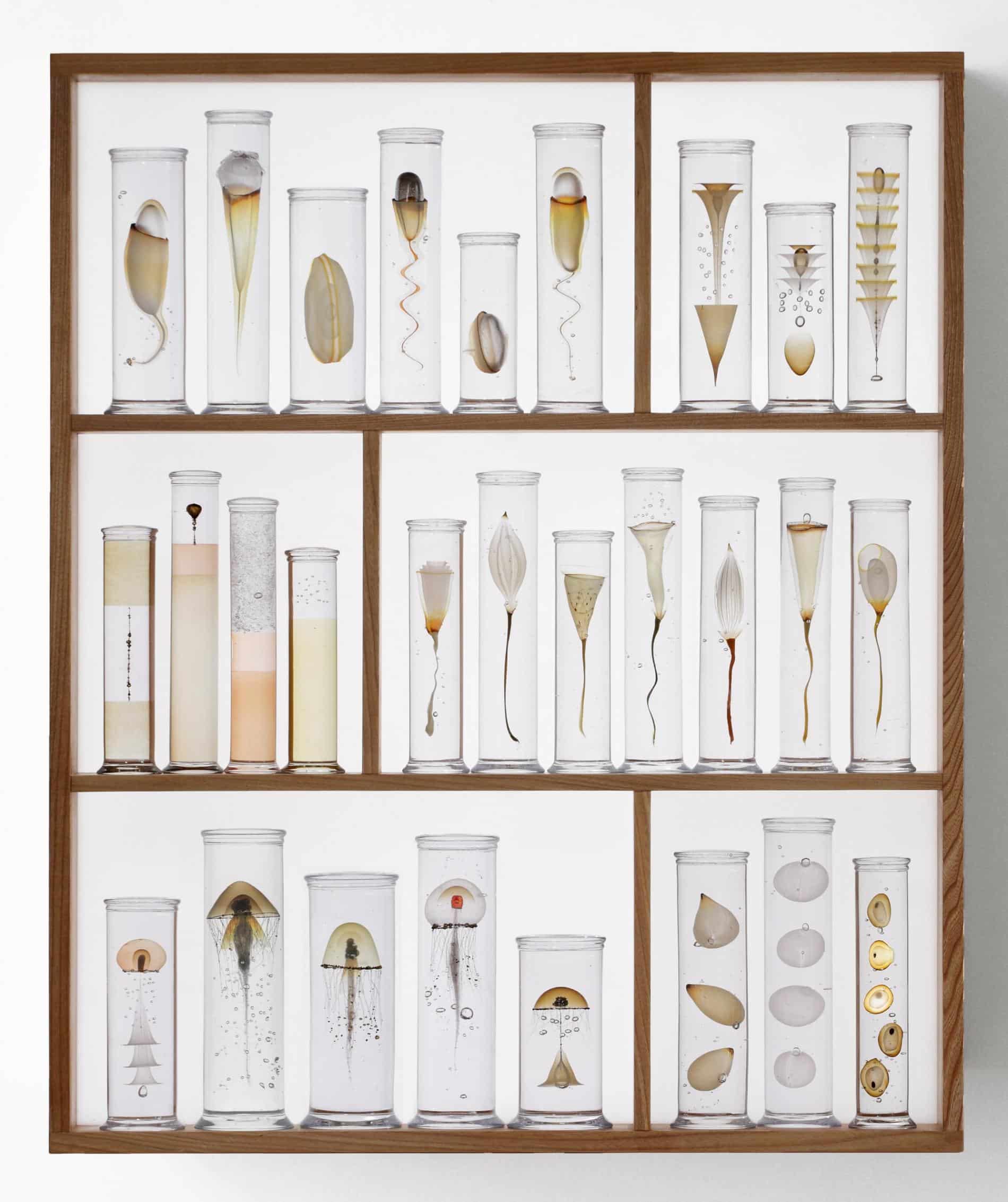 steffen damm escultura de especimenes de la naturaleza en vidrio wunderkammer