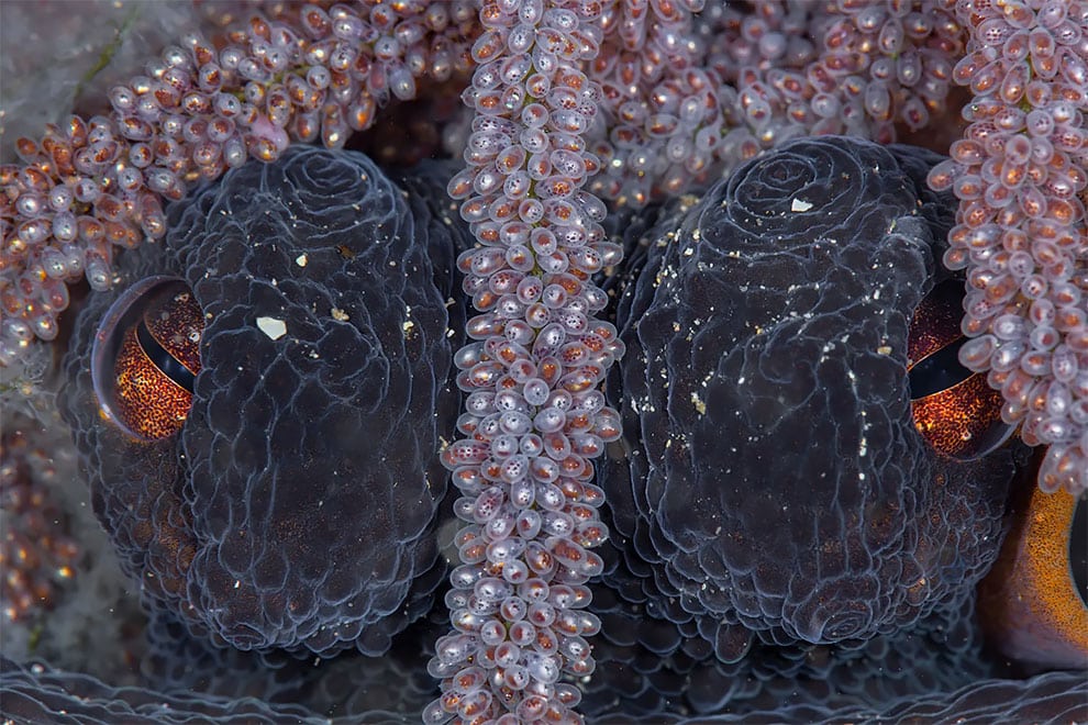ocean art A female Octopus tetricus, or common Sydney octopus, caring for her young.