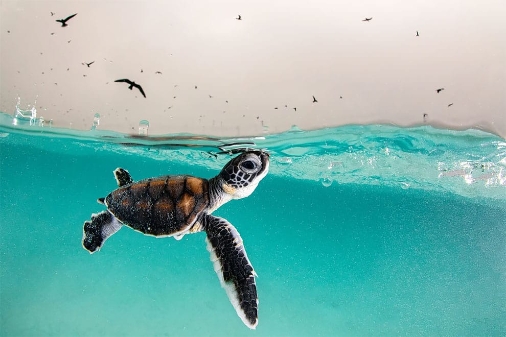 ocean art Una cría de tortuga verde sale a la superficie en busca de aire en la Isla Heron, Australia.