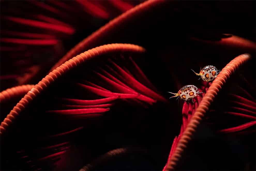 Un anfípodo mariquita sobre un crinoide rojo en Komodo, Indonesia.