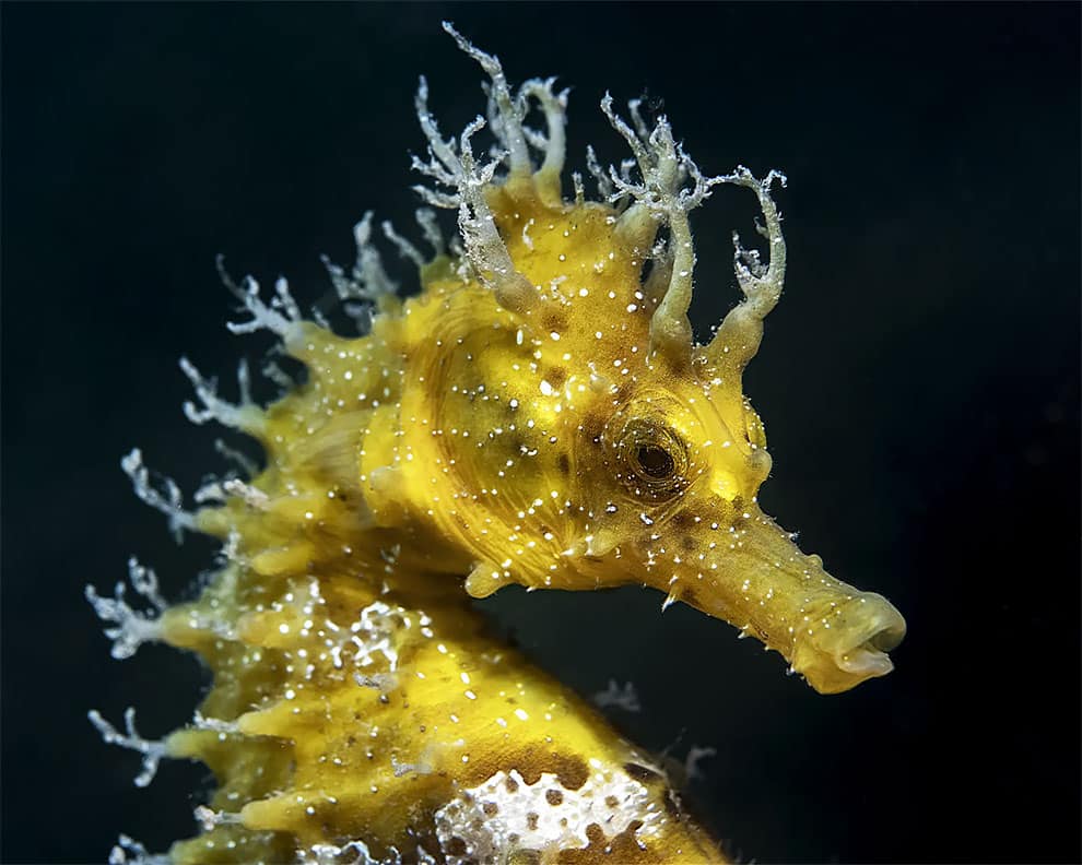Un caballito de mar de hocico largo en Biograd na Moru, Croacia.