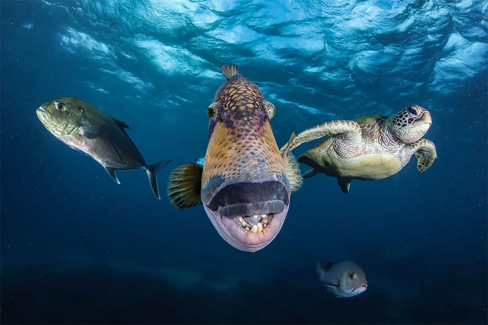 La pandilla' nadando en la Gran Barrera de Coral, Australia.
