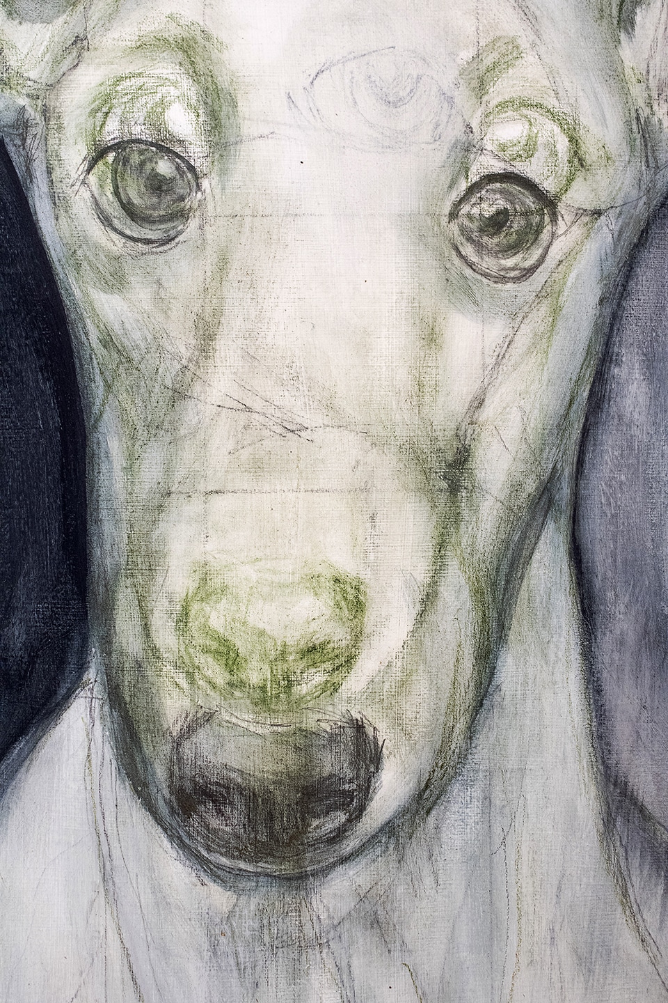 galgo cynthia nudel salvar animales