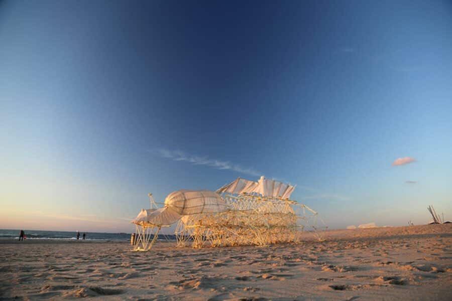 Animaris Omnia, Silent Beach (The Hague, 2019)