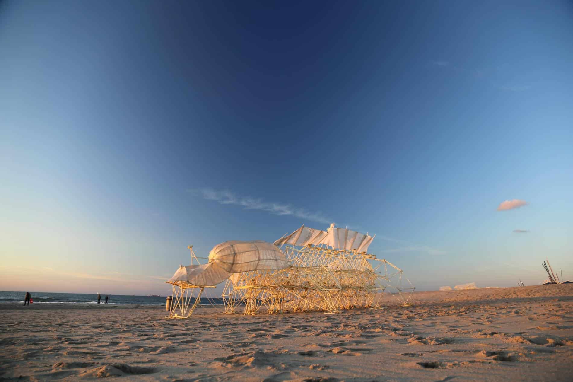 Animaris Omnia, Silent Beach (The Hague, 2019)