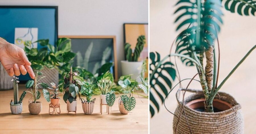 raya sader bujana HOUSE PLANTS