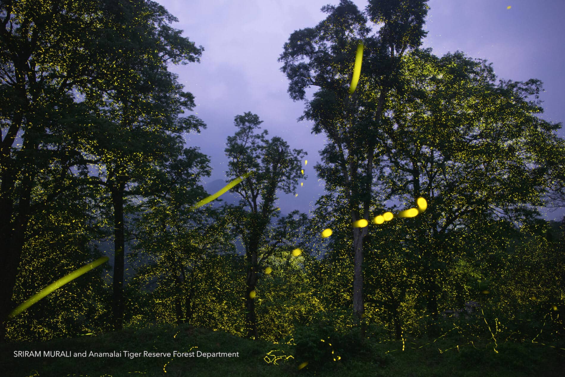 Sriram Murali luciernagas reserva natural paisaje luces