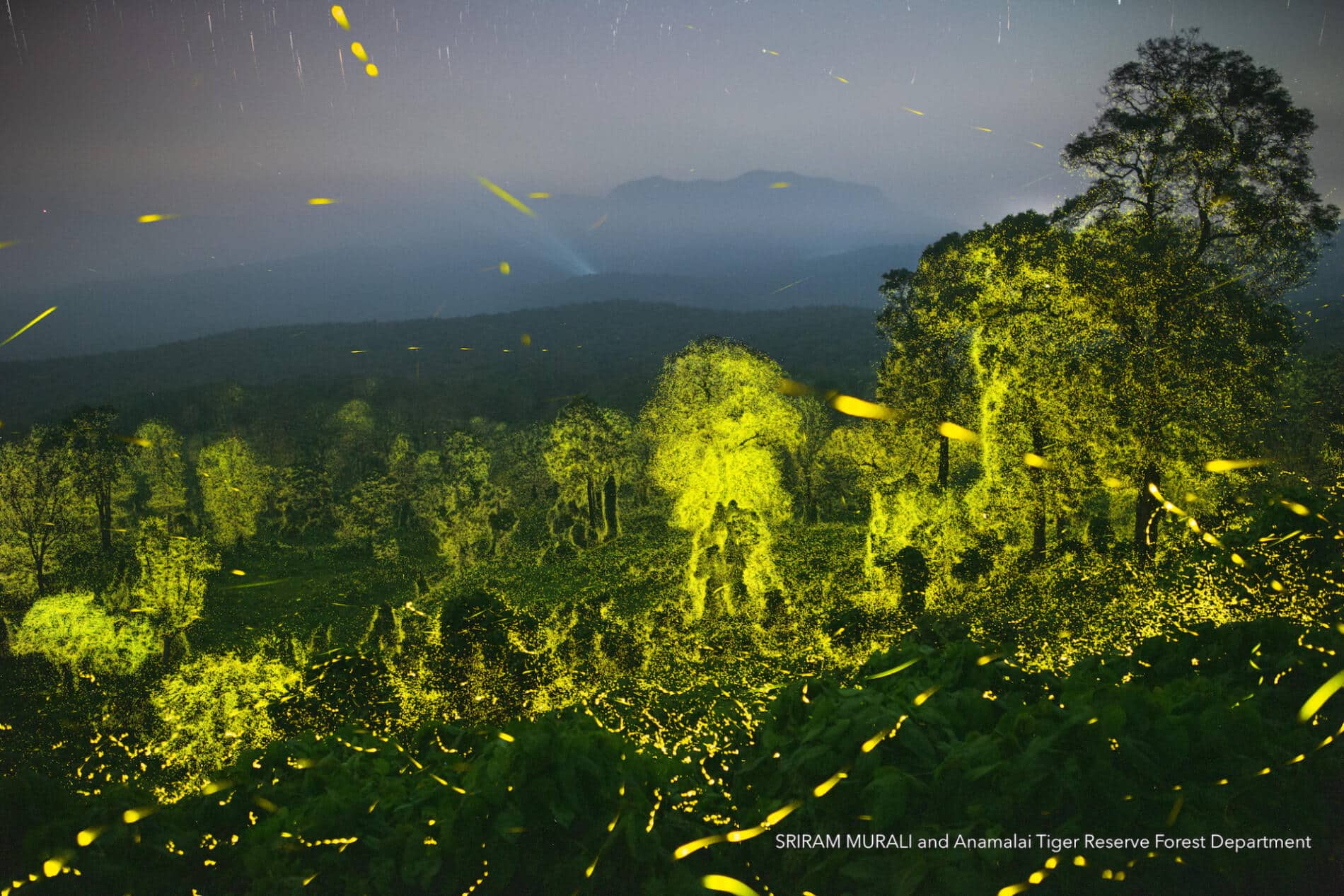 Sriram Murali luciernagas reserva natural
