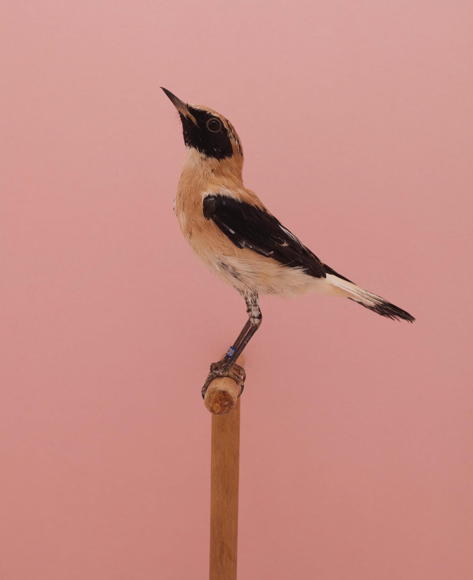 Luke Stephenson Black Earred Wheateater retratos minimalistas